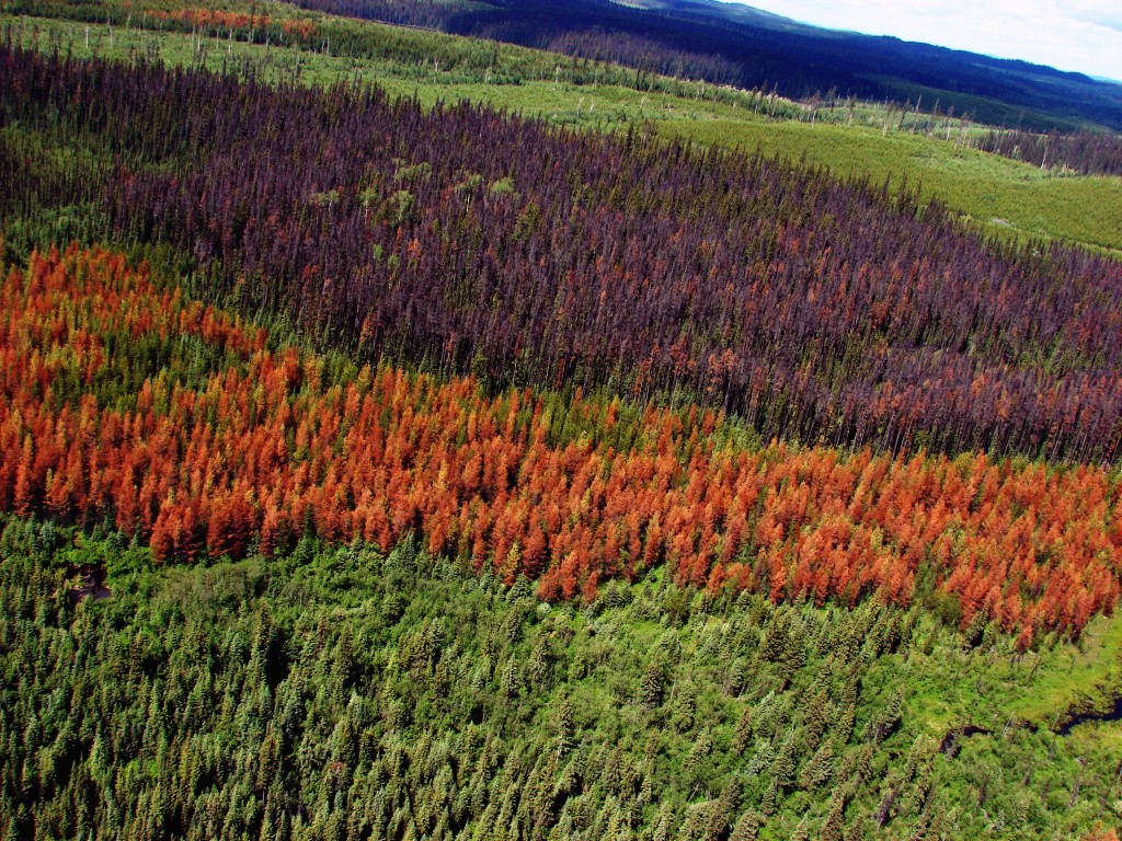 Mountain Pine Beetle damage