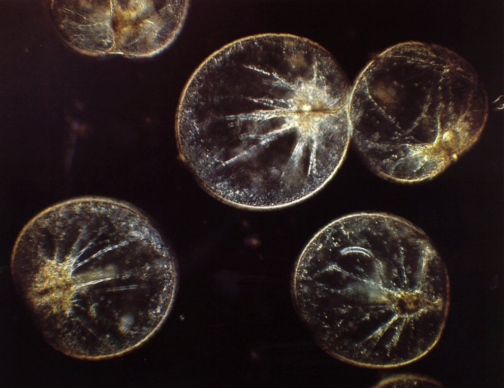 Nocticula heterotrophic dinoflagellates