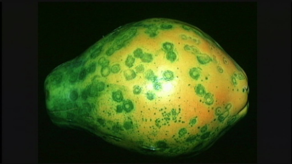 Papaya ringspot