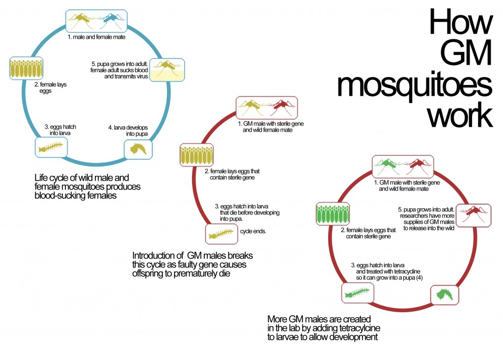 How GM mosquitoes work