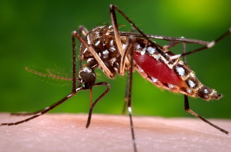 Zika and a GMO Solution