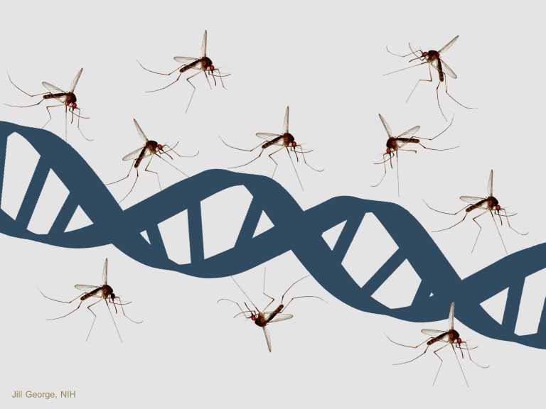 Are There Unintended Consequences if We Rid Ourselves of Zika Spreading Mosquitoes?