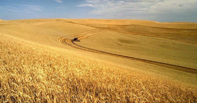 GMO Crop Haters Point to Planting Acreage Decline as Victory – It’s Not