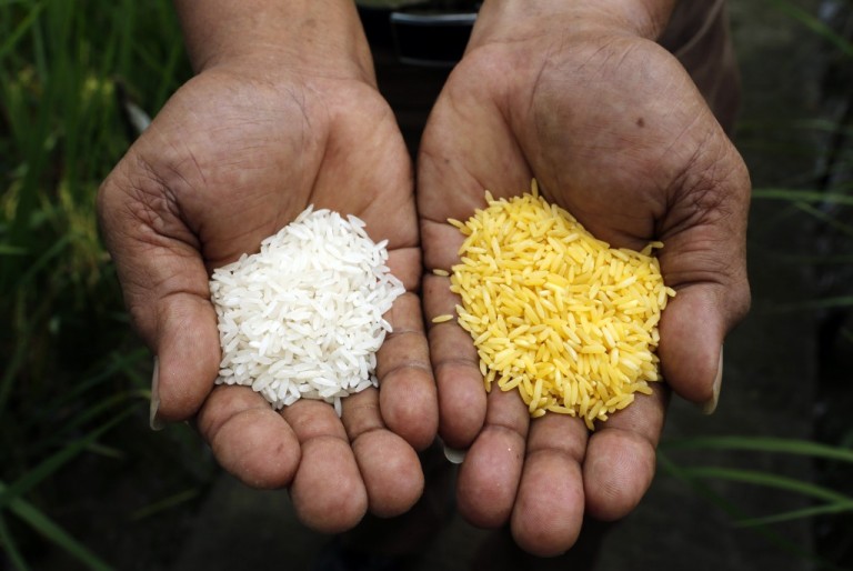 Greenpeace Assailed by Scientific Community for Stand on GMO Crops