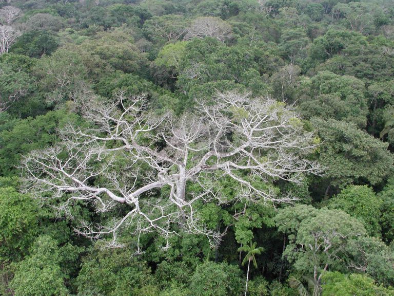 Rainforests May Save Us from Ourselves as They Adapt to Climate Change