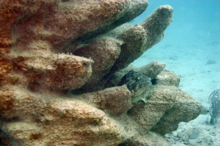 Bonaire Using 3D Printing to Restore Coral Reefs