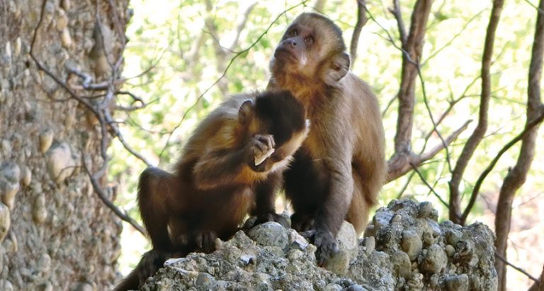 Capuchin Monkeys Show Us That Stone Tool Making is No Big Deal