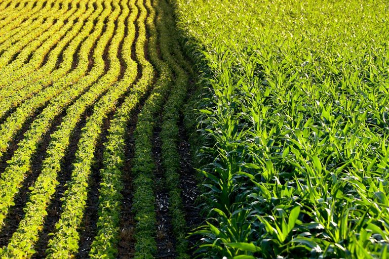 14 Year Study of Genetically Modified Soybean and Corn (Maize) Yields Interesting Results