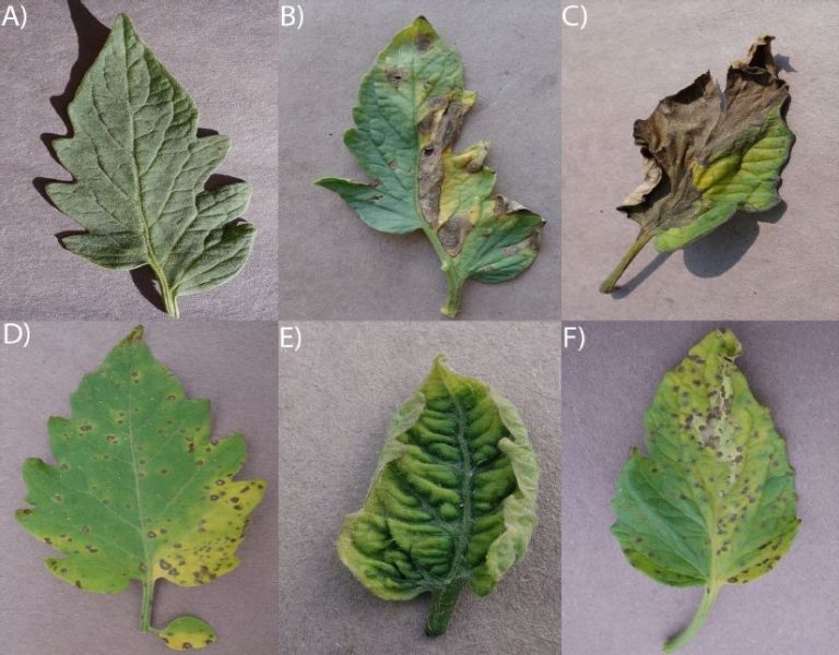 Gizmos & Gadgets: New Sick Plant App to Help Gardeners and Gardener Wannabes