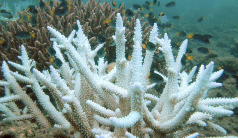 Climate Change and 2016: Tipping Points in Evidence in a Noteworthy Year