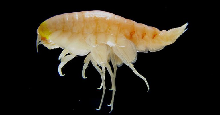Evidence of the Anthropocene Found in the Deepest Ocean Trenches of the Planet