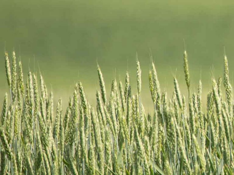 When Humans Chose to Farm They Picked the Wrong Staple Crops to Grow