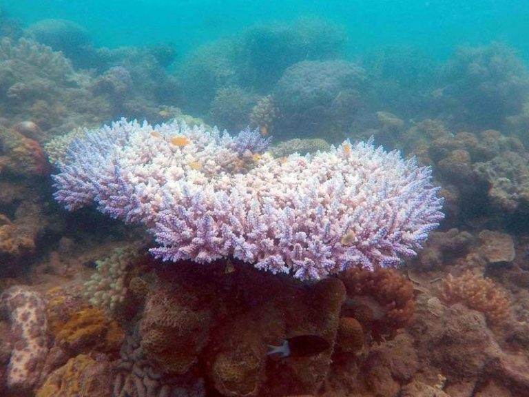 Global Warming’s Assault on the Great Barrier Reef