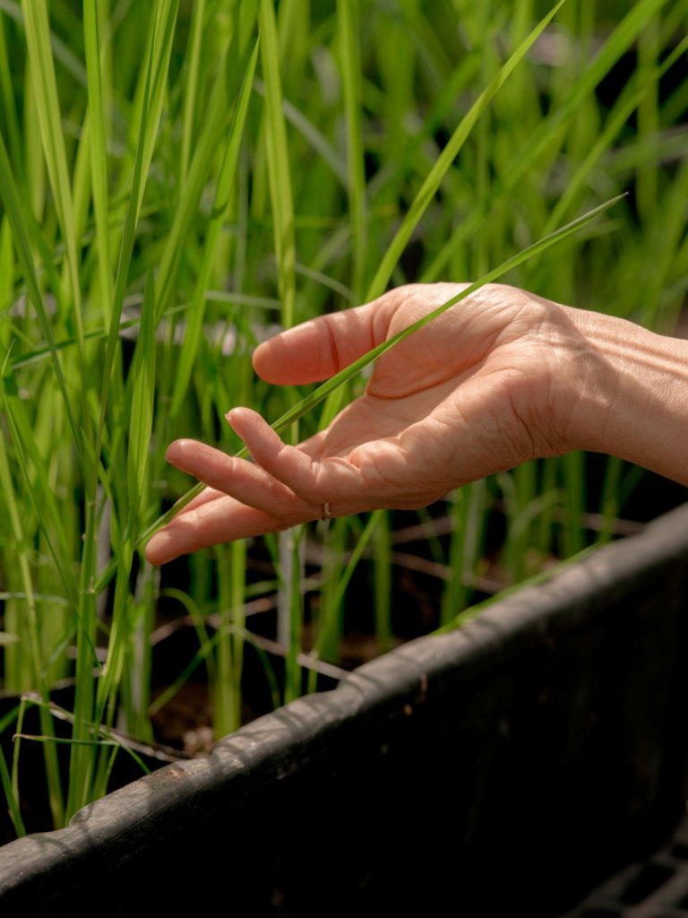Agricultural Technology Looks to Reinvent Crops in the Age of Climate Change