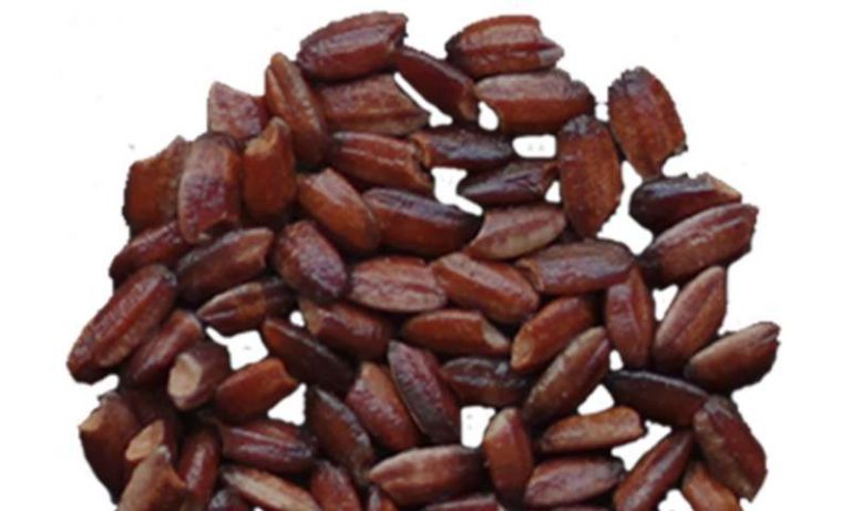 New Antioxidant Rice a Product of Genetic Engineering That Could Reduce Fatal and Chronic Illnesses