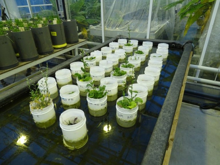 Guess What? Earthworms Can Survive in Martian Soil