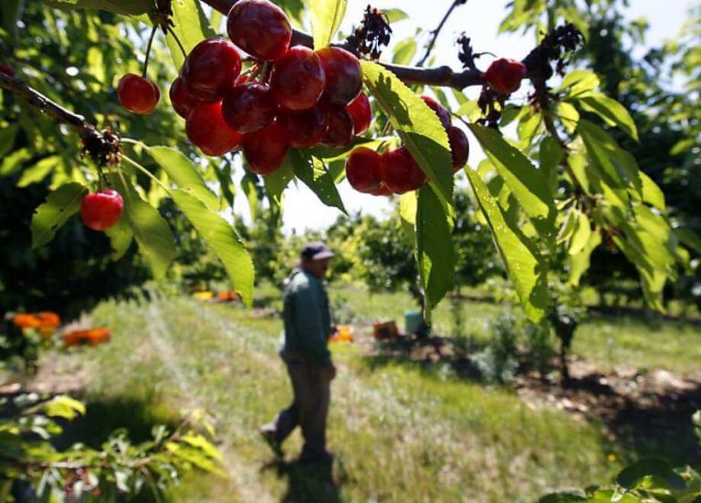 Gene-Drive Technology Being Promoted By Farmers to Fight Infestations That Destroy Crops