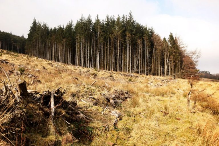In New Zealand the Forestry Industry is Told to Grow Rather Than Cut Trees for Profit