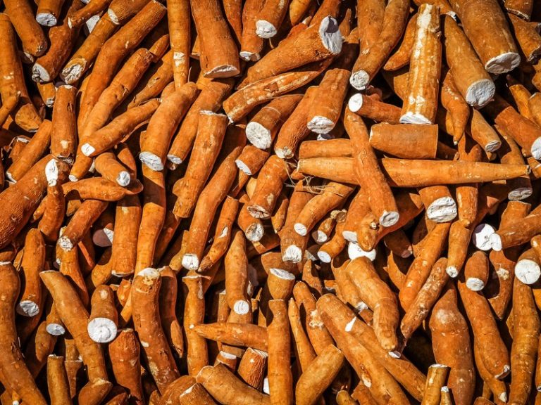 GMO Crops May Be a No Go in the European Union But They Represent One of Humanity’s Best Bets for Food Security