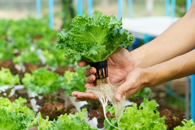 Agriculture Working with New Technologies to Increase Food Security in the 21st Century