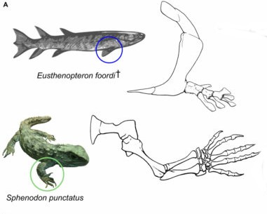 How fins turned into limbs and feet can be seen in the fossil record.