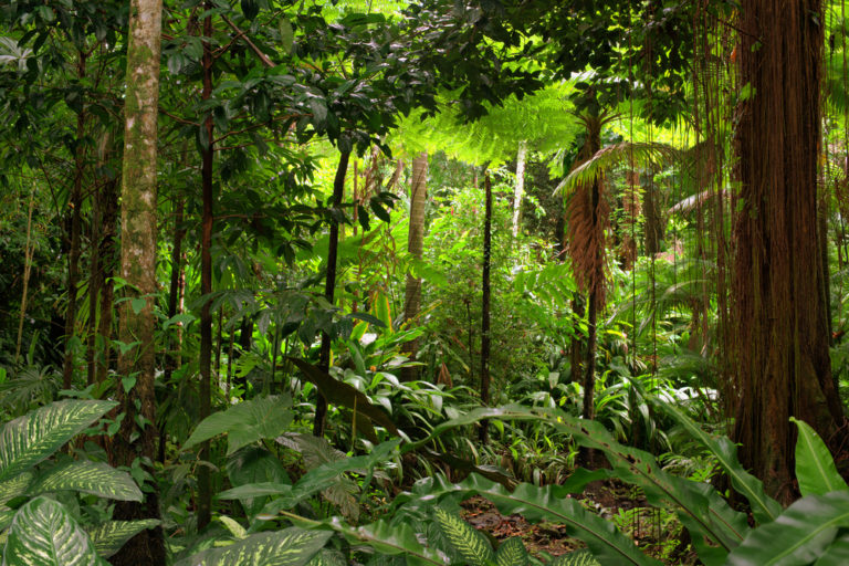 Our Rainforests Are in Peril: Here’s What Needs to be Done