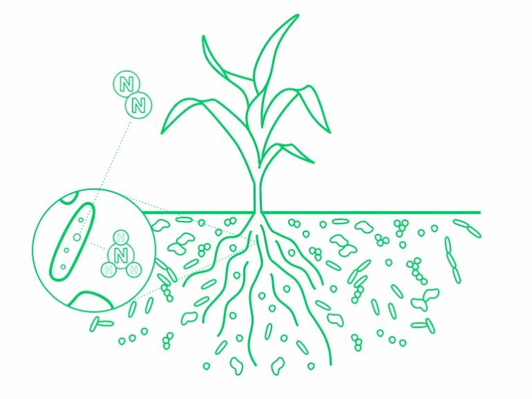 Genetically Modified Bacteria May Help Wean Agribusiness Off Nitrogen Fertilizers