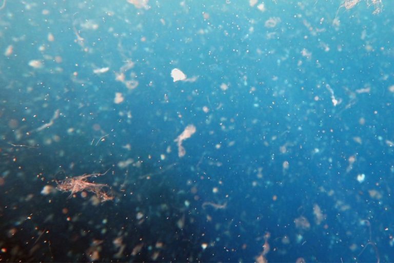 A Team of University of Victoria Scientists Tell Us How Much Microplastic We Ingest Daily