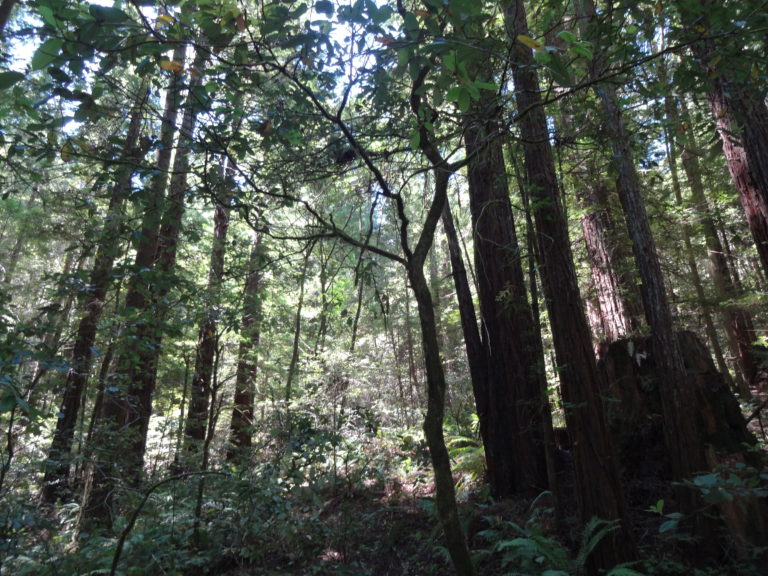 Geoengineering: A Tool To Use After a Stain Has Set – Part 3