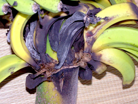 Economics and Human Folly May Kill the Banana as We Know It Today