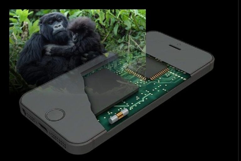 Which is More Important – Mining Tantalite in the Congo for Cellphones or Saving the Gorillas That Die Because of This Activity?