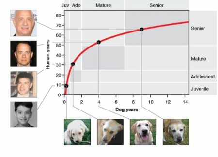 6 dog years to human years