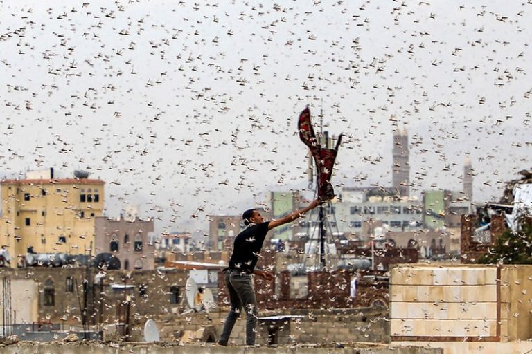 The Day of The Locusts and Climate Change Come to East Africa