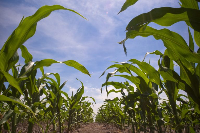 Re-engineering Plants to Feed the World and Fight Climate Change
