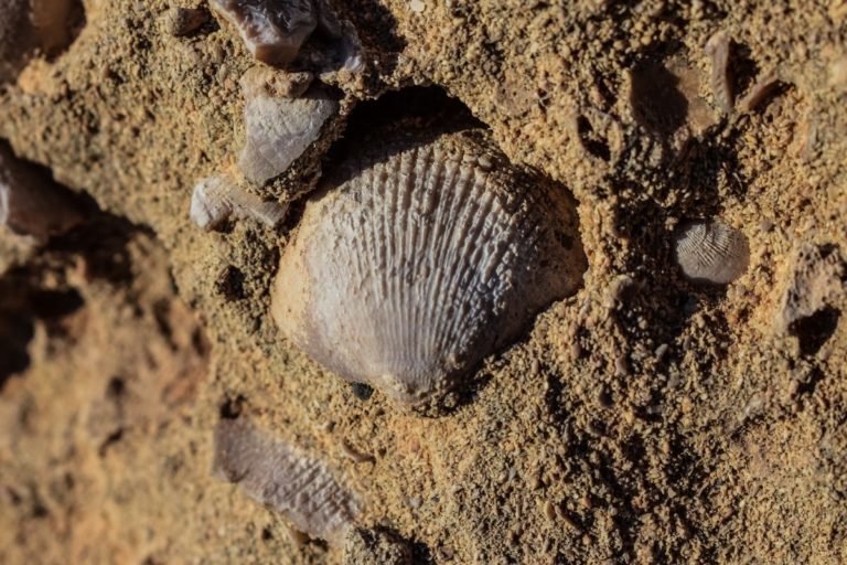 This is on a Need to Know Basis: 70 Million Years Ago the Year Was 372 Days Long