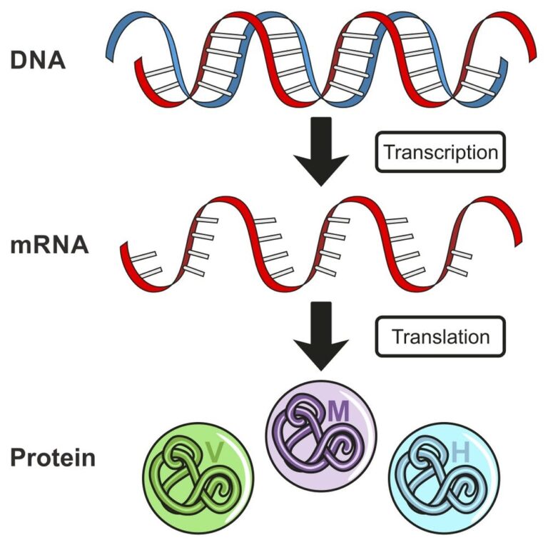 mRNA Vaccines Represent the First Act in a Revolutionary Biomedical Technology