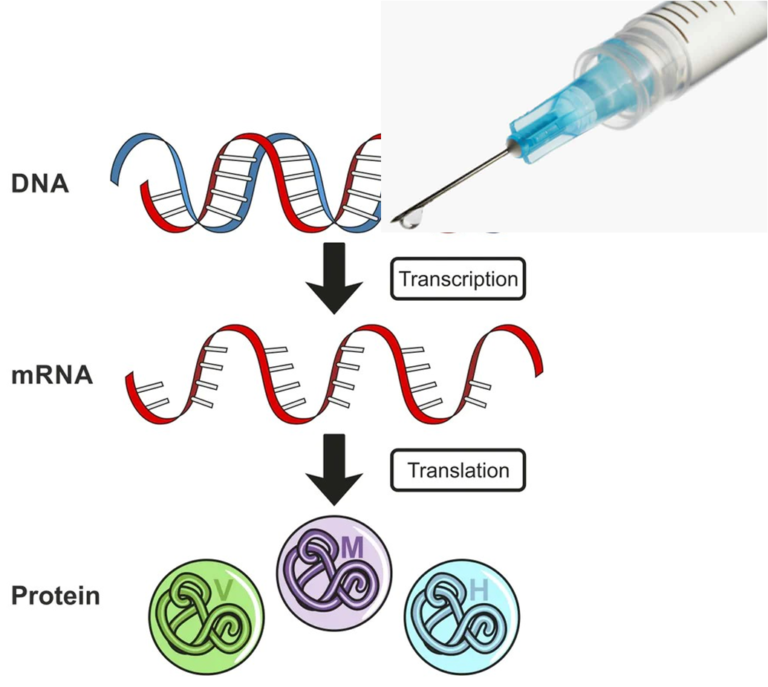 To Antivaxxers Everywhere – mRNA Vaccines DO NOT Alter Your DNA!!!