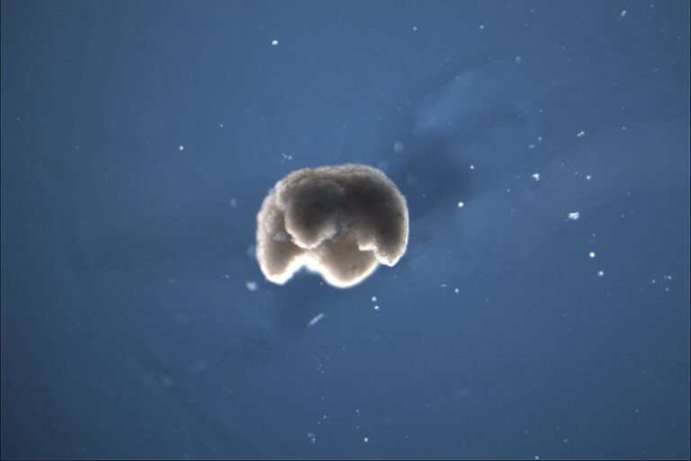 Living Reproducing Machines are Now With Us