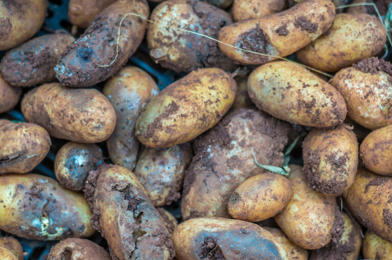 GMO Can Save the Potato Crop in Bangladesh and Indonesia