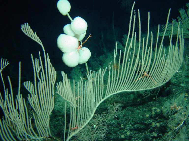 A Win for the World’s Oceans Was Struck Yesterday in New York