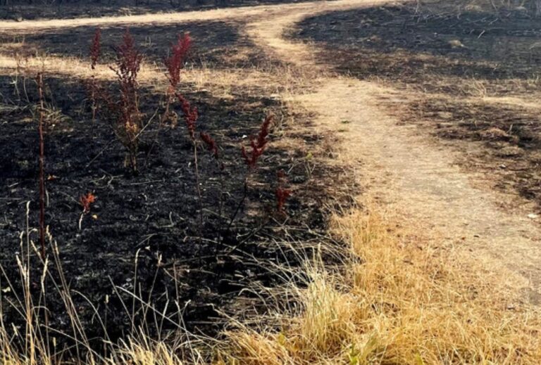 Did the Planet Gain From the Latest Annual COP Agreement?