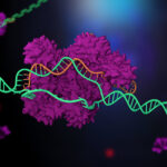 New Gene Editing Cas-CLOVER  Adds an Alternative to CRISPR/Cas9