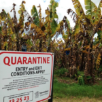 Banana Monoculture Is At Risk Without GMO