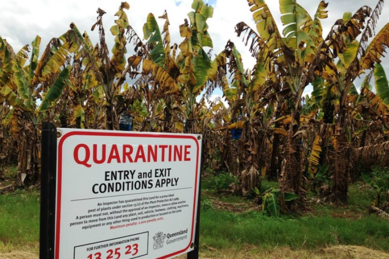Banana Monoculture Is At Risk Without GMO