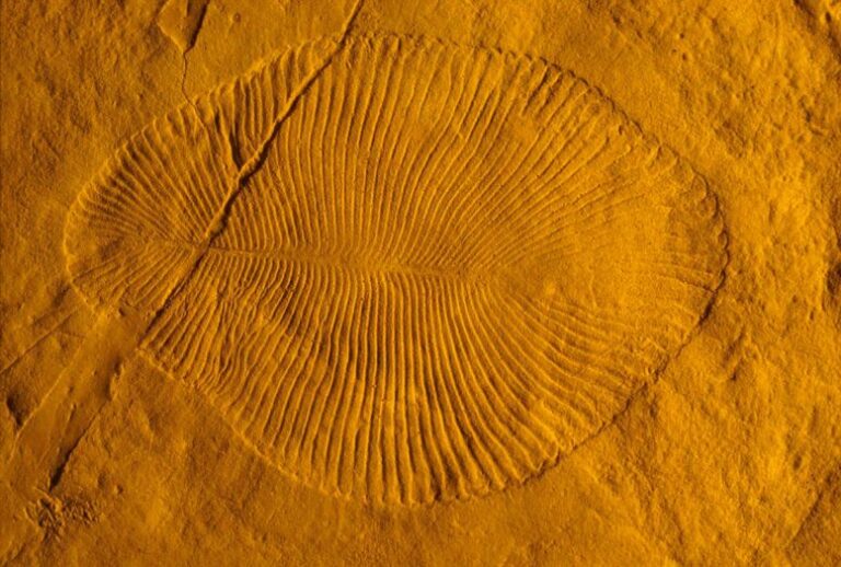 Did Fluctuations in Early Earth’s Magnetic Field Lead to Life?