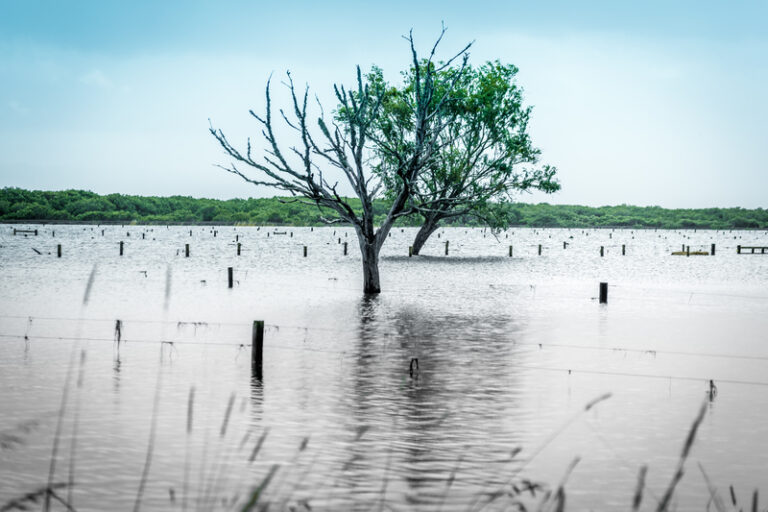 Seas Are Rising Now For a Growing Number of Soon to be Climate Refugees