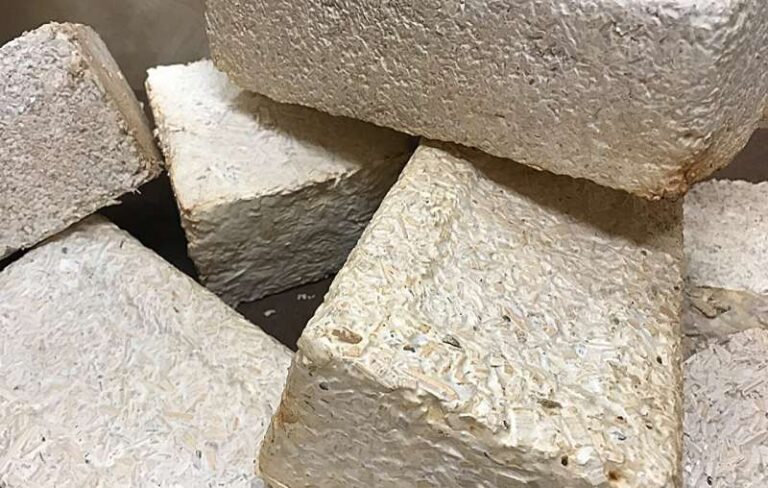 Could Mycocrete Become A Building Material For Homes On Earth, The Moon, And Mars?